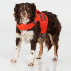 NRS CFD Dog Life Jacket -4Corners Riversports 40023 02 Orange Small26lbs ModelStanding 031022 1000x1000 87da97ba c6de 4211 b6be f80e37c09bed